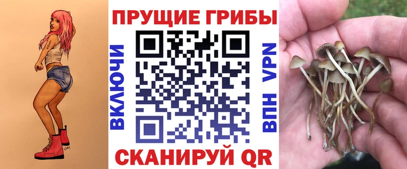 Галлюциногенные грибы мицелий  Купить где  Новоузенск 